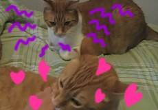 なんで貴方ばっかり 猫のヤキモチ動画が面白い がなぶろ