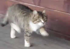 ズンタカター ズンタッタ まるで行進のように歩く猫ちゃんの動画 がなぶろ